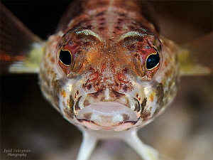 Fish Face... by Iyad Suleyman 